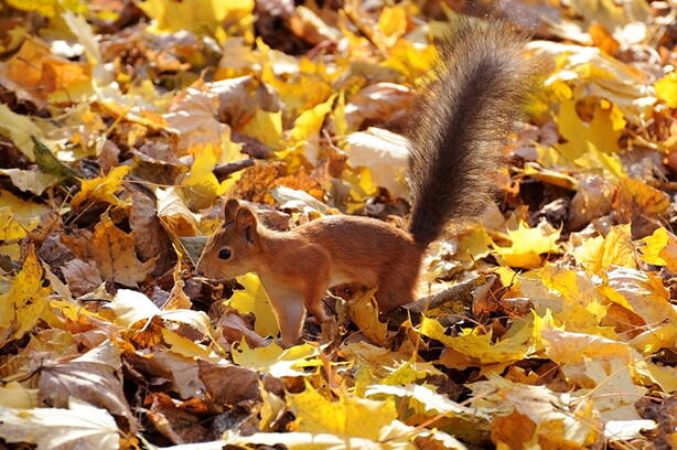 autumn_squirrels_foliage_tail_596003_1280x851.jpg